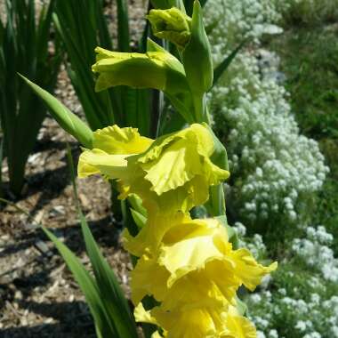 Gladiolus