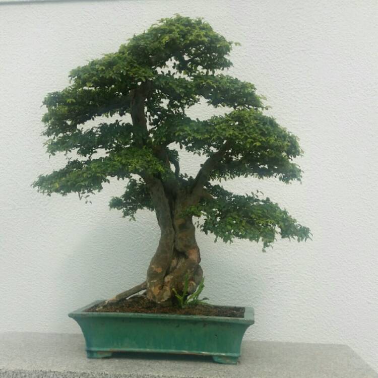 Plant image Ulmus parvifolia (Bonsai)