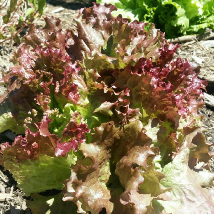 Plant image Lactuca sativa 'Lollo Rossa'