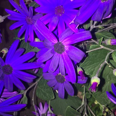 Florist's Cineraria 'Senetti Magenta'