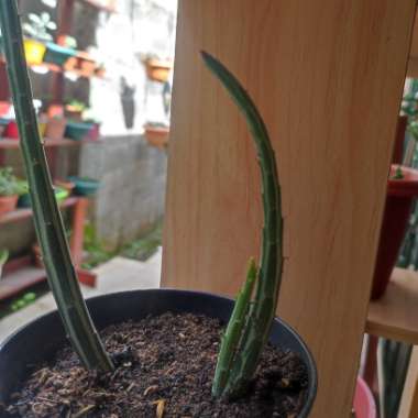 Senecio stapeliiformis