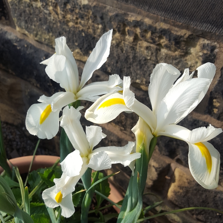 Plant image Iris x hollandica 'Apollo'