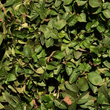 Italian Oregano