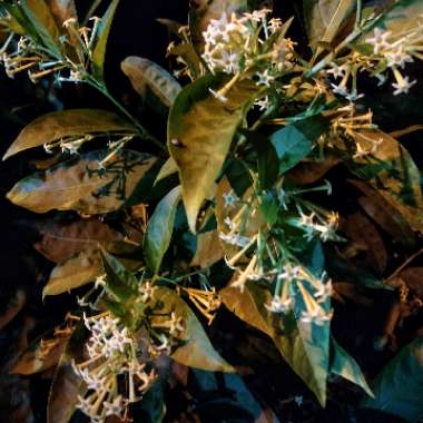 Cestrum nocturnum