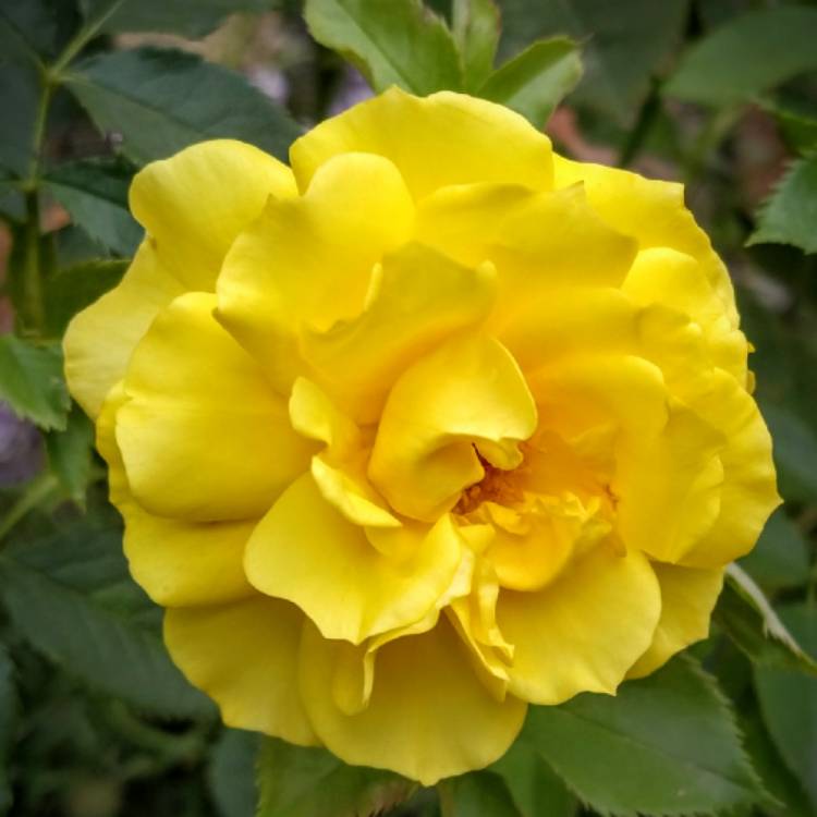 Plant image Rosa 'Friesia' ('Korresia') syn. R. 'Sunsprite'