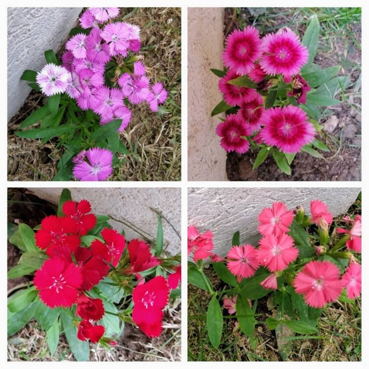 Plant image Dianthus chinensis