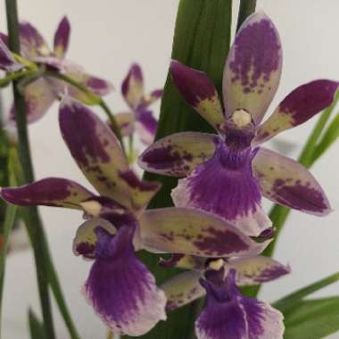 Zygopetalum