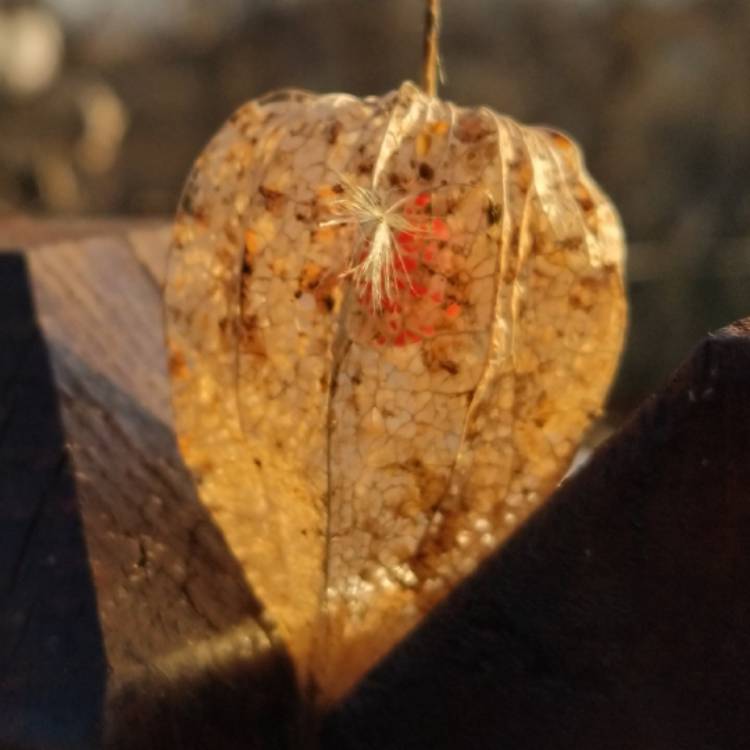 Plant image Physalis