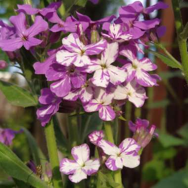 Hesperis matronalis Crown Mixed