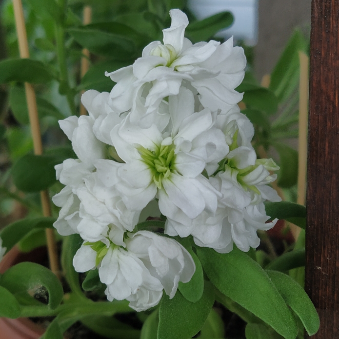 Plant image Matthiola incana 'Cinderella Lavender'