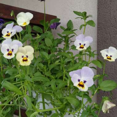 Viola Mixed