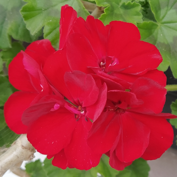 Plant image Pelargonium 'Calliope Big Burgundy' (Calliope Big Series)