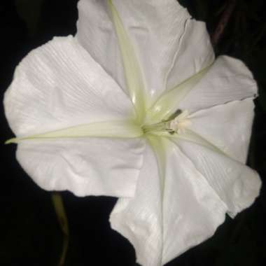 Ipomoea Alba