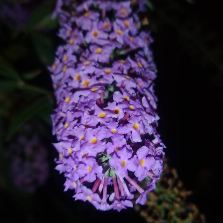 plant image 1533937