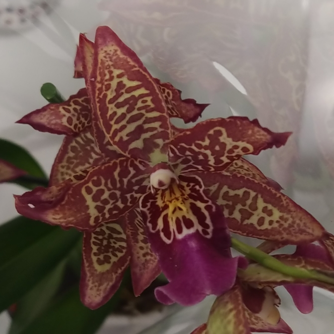 Plant image x Beallara Marfitch 'Howards Dream'