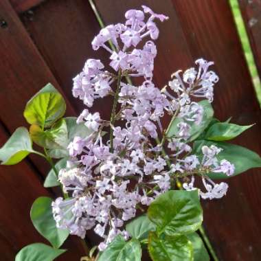 Syringa