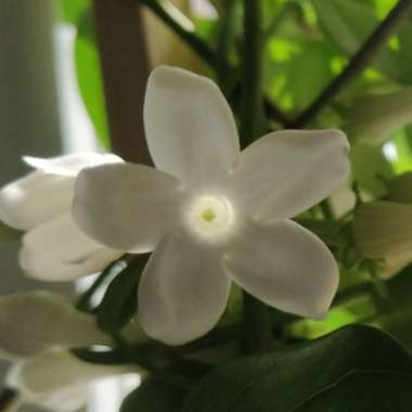 Stephanotis floribunda