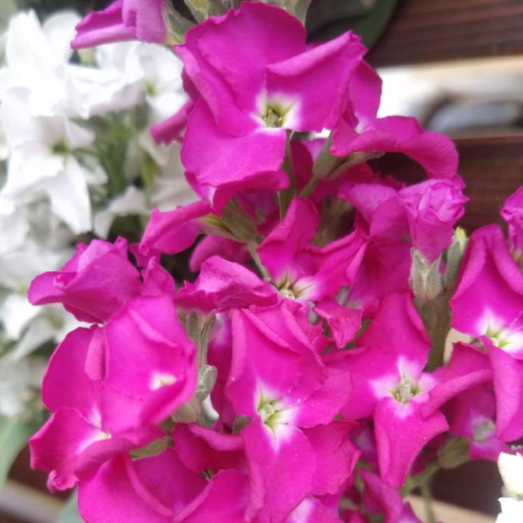 Plant image Matthiola incana 'Cinderella Lavender'