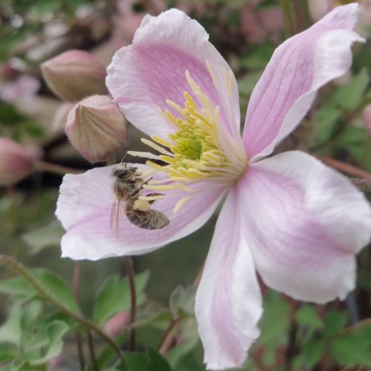 Plant image Clematis montana var rubens 'Tetrarose'