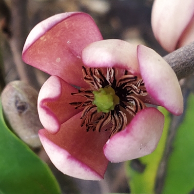 Plant image Michelia figo syn. Magnolia figo