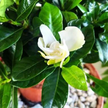 Gardenia Jasminoides 'August Beauty'