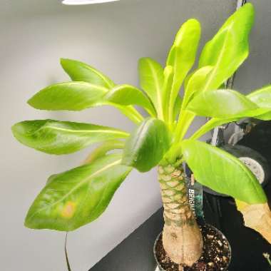 Brighamia insignis