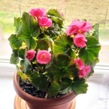 Begonia x hiemalis 'Solenia Light Pink'