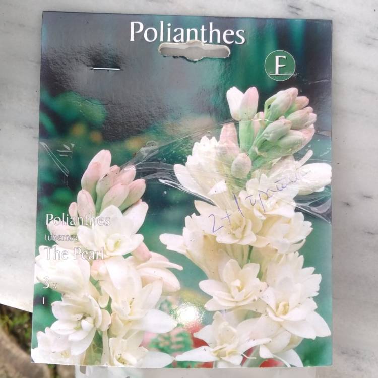 Plant image Polianthes tuberosa 'The Pearl'