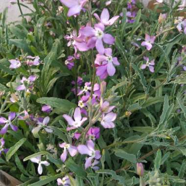 Matthiola Bicornis 'Starlight Scentsation'