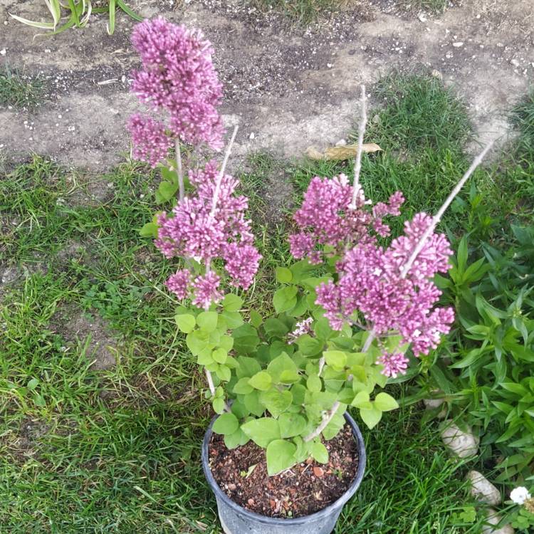 Plant image Syringa meyeri 'Palibin' syn. Syringa palibiniana