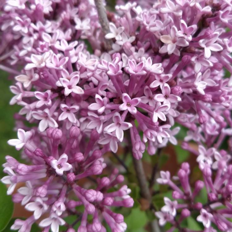 Plant image Syringa meyeri 'Palibin' syn. Syringa palibiniana