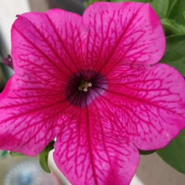 Petunia surfinia