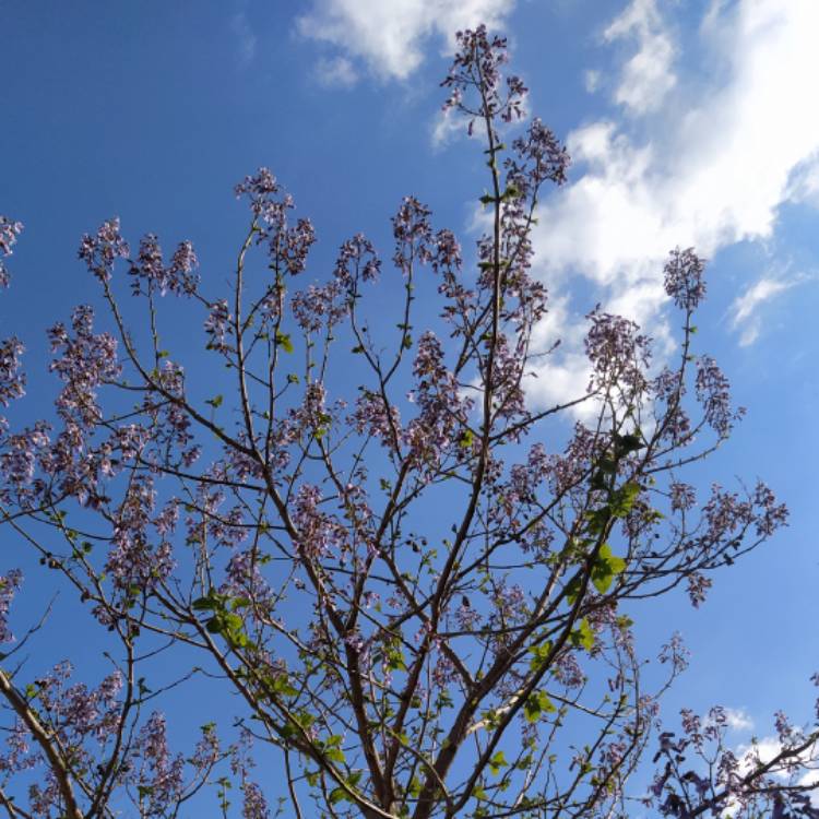 Plant image Paulownia tormentosa