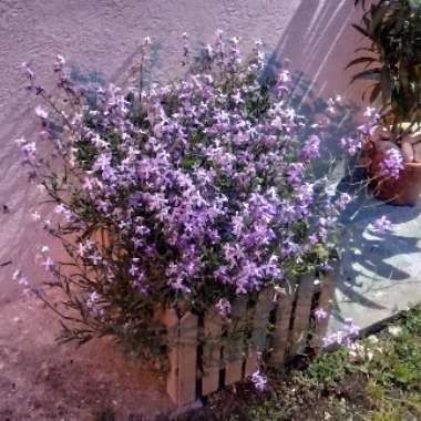 Matthiola Bicornis 'Starlight Scentsation'