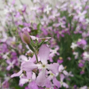 Matthiola Bicornis 'Starlight Scentsation'