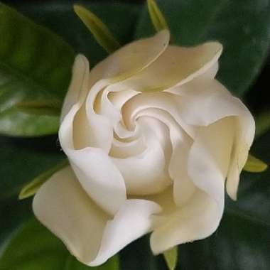 Gardenia Jasminoides 'August Beauty'