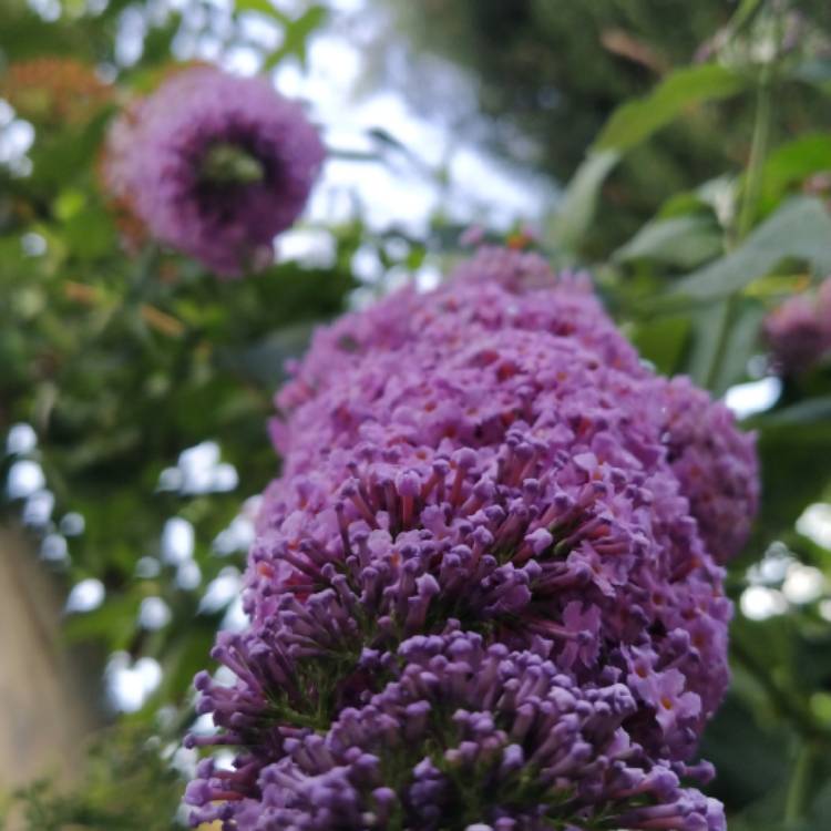 Plant image Buddleja davidii 'Buddma' syn. Buddleja davidii 'Moonshine'