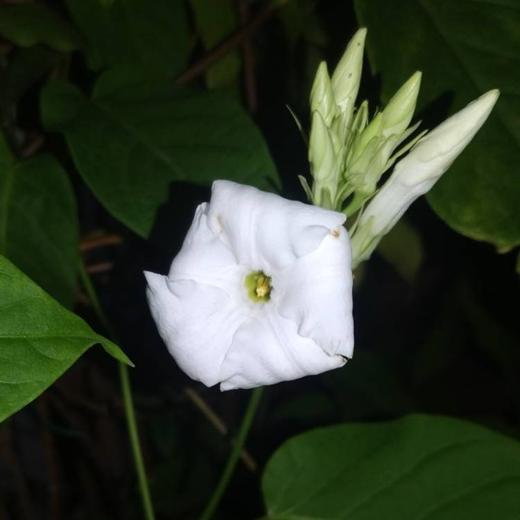 Plant image Mandevilla laxa