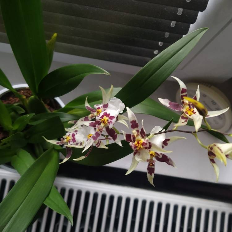 Plant image Oncidium 