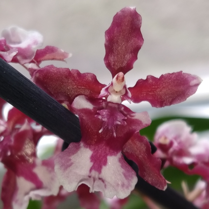 Plant image Oncidium Sharry Baby 'Sweet Fragrance'