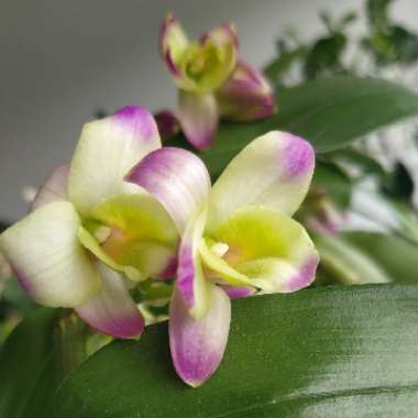 Dendrobium Nobile