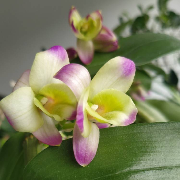 Plant image Dendrobium Nobile