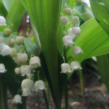 Convallaria majalis