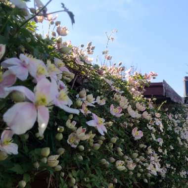 Clematis montana var rubens 'Tetrarose'