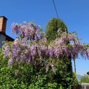 Wisteria sinensis