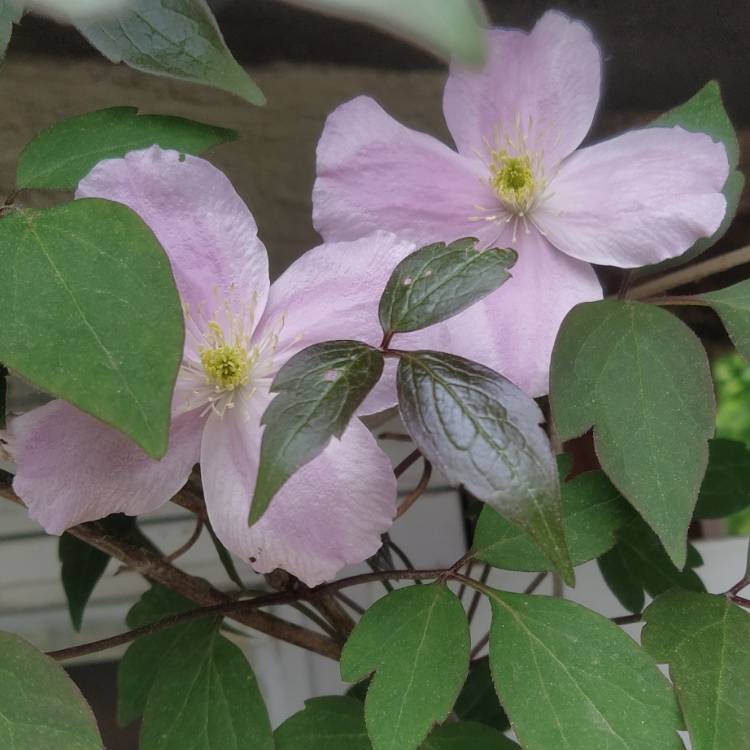 Plant image Clematis montana 'Fragrant Spring'