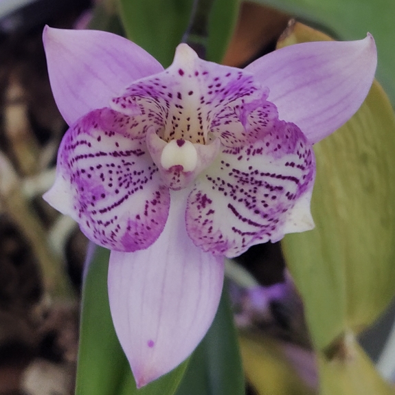 Plant image Cattleya hybrid