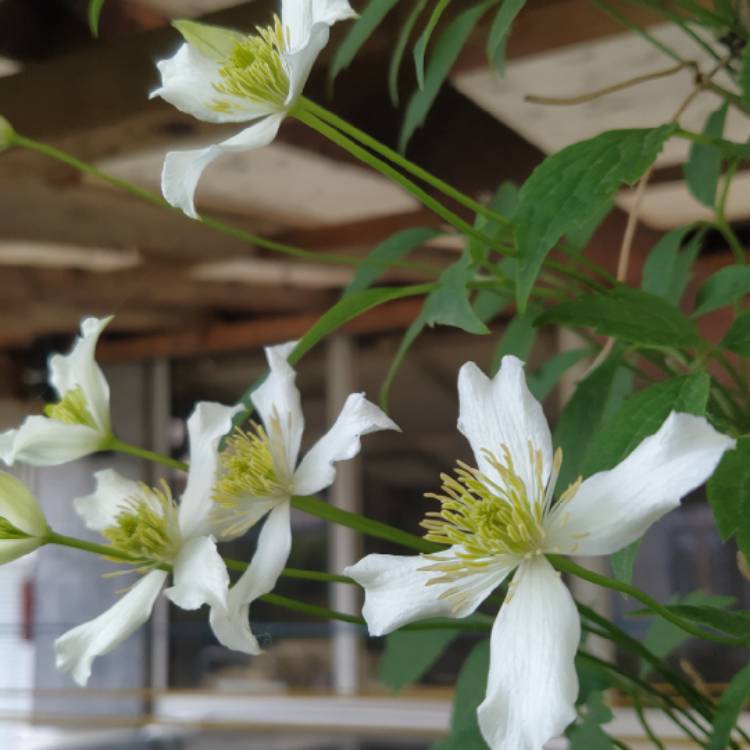 Plant image Clematis Montana Wilsonii