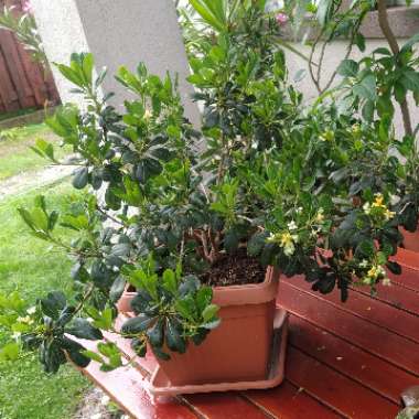 Pittosporum tobira