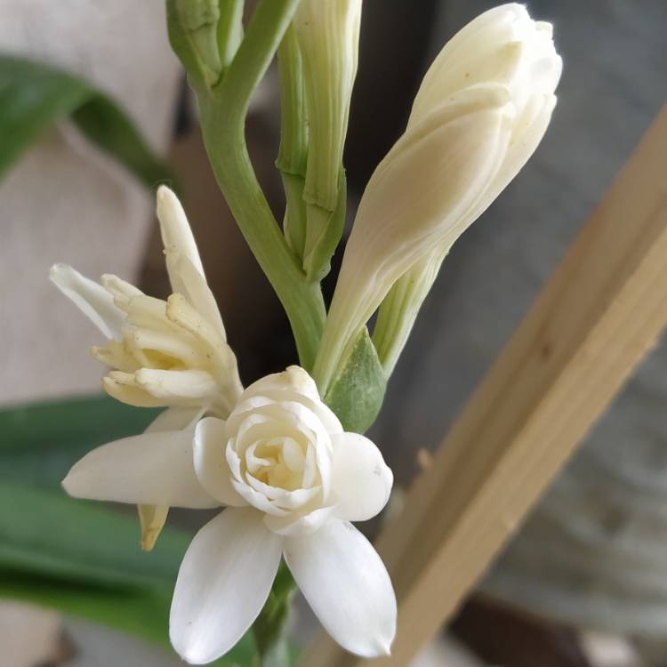 Plant image Polianthes tuberosa 'The Pearl'